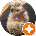 ハリネズミ24時間配信